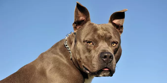 American Staffordshire Terrier