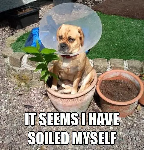 Soiled Myself