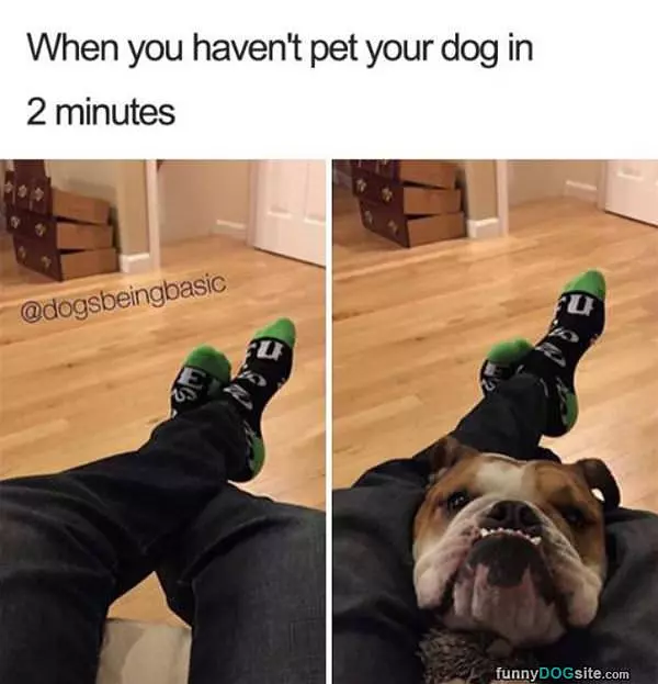 Time For My Petting