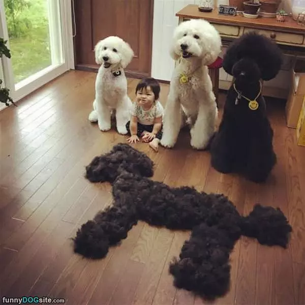 An Extra Dog