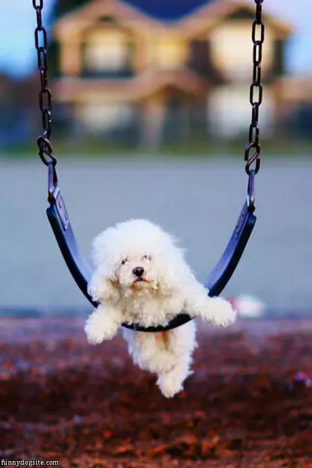 Swing Swing