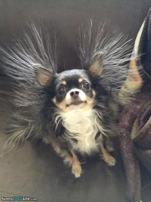 Fuzz Ball