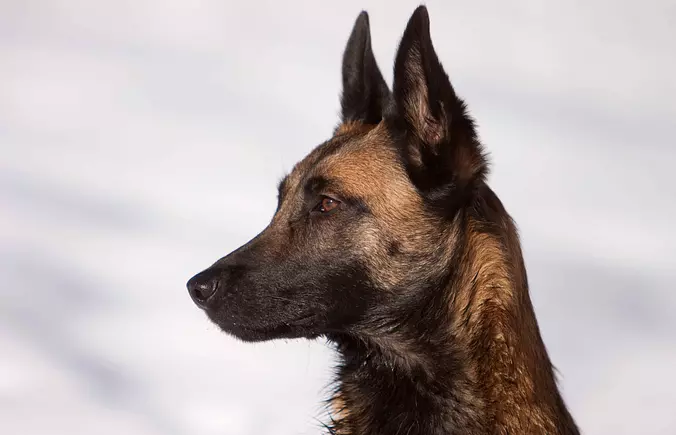 Belgian Sheepdog looking