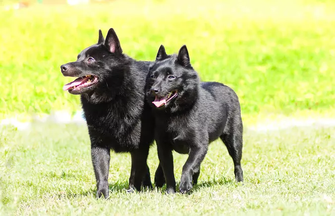 Schipperke brothers