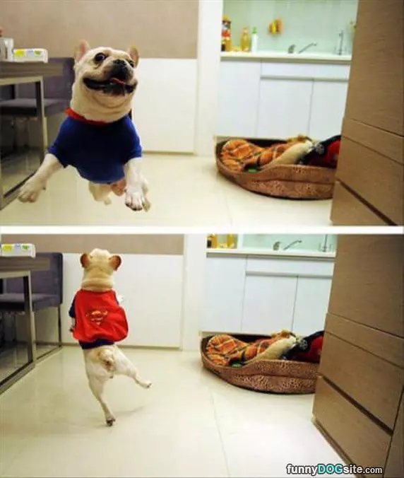 I Am The Superdog