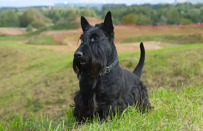 Black Scottish Terrier