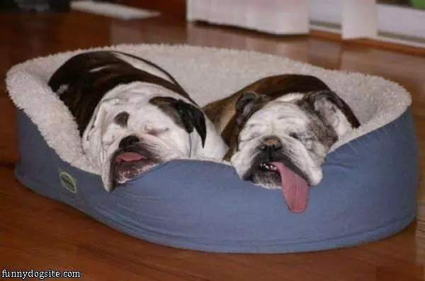 Tongue Sleepers