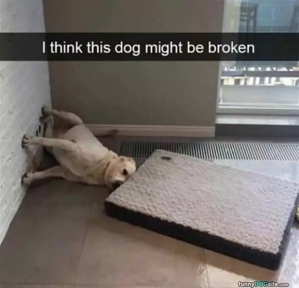 This Dog Is Broken
