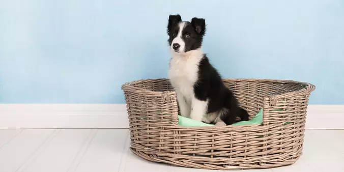 Border Collie puppy