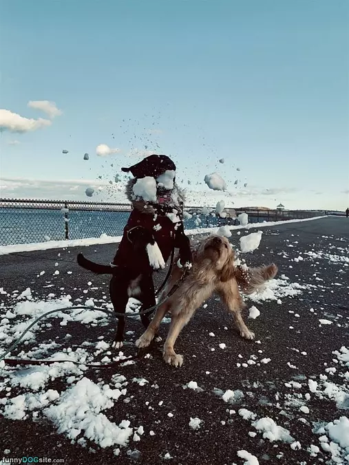 Snow Dogs