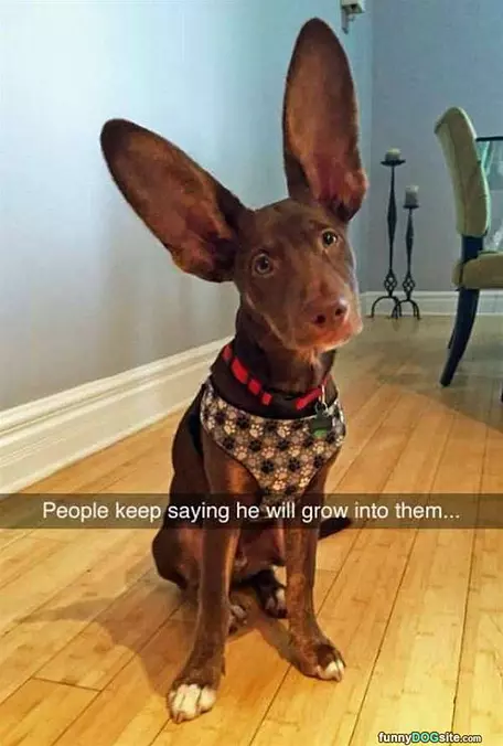 Will Grow Into Them
