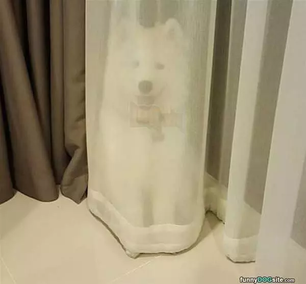The Drapes Dog