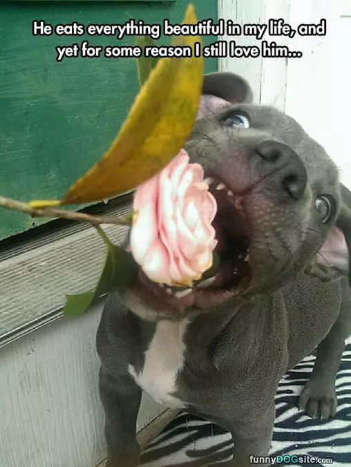 Eats Everything Beautiful