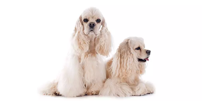 American Water Spaniel brot...
