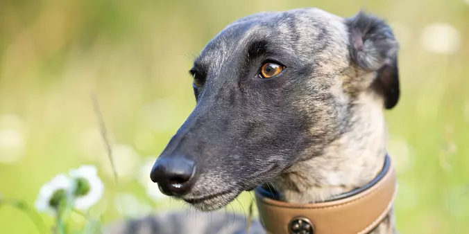 Whippet