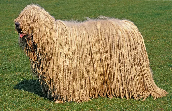 Komondor