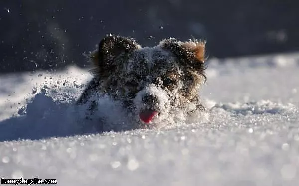 Running Through The Snow