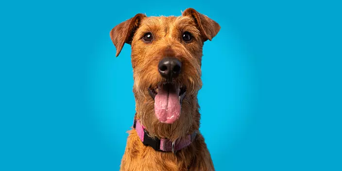Brown Airedale Terrier in b...