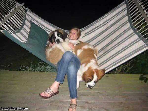 Hammoc Dogs