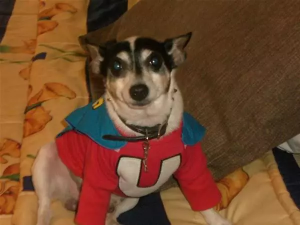 Taz