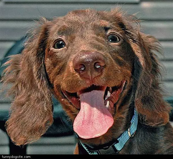 Shaggy Happy Dog