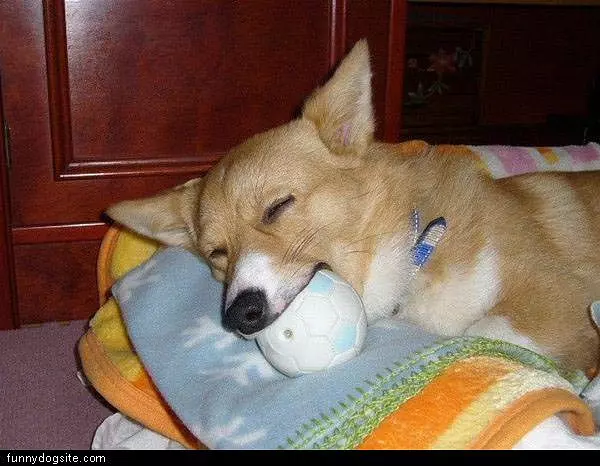 Dreaming Of Playing Ball