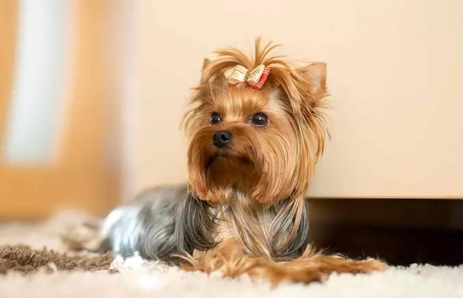 Yorkshire Terrier puppy