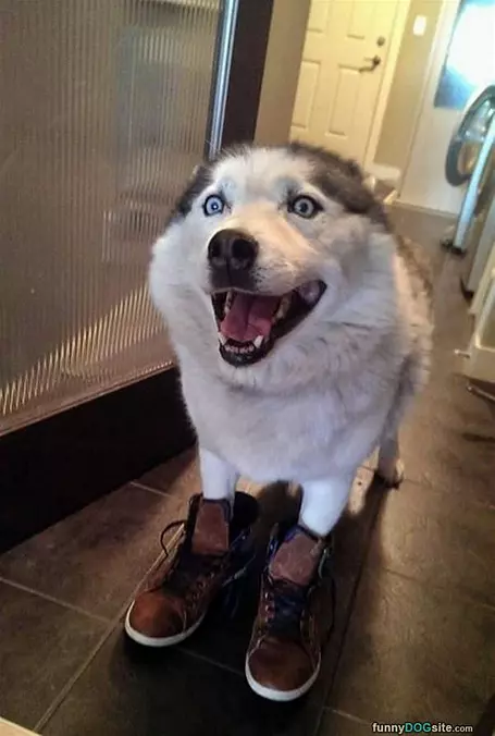 Nice Shoes