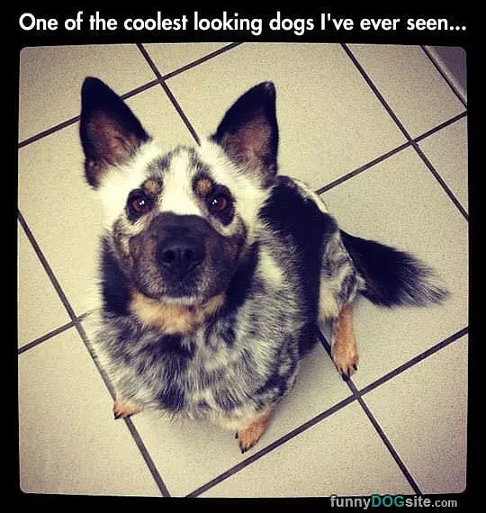 Cool Looking Dog