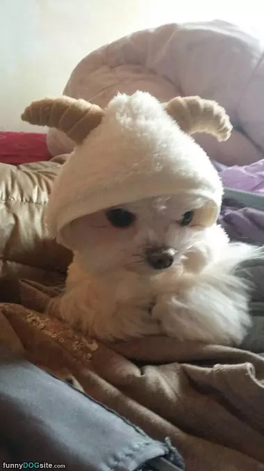 I Has A Cute Hat