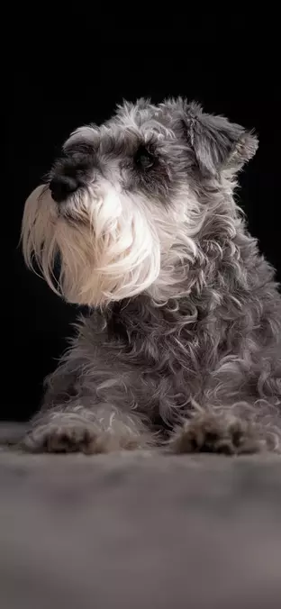 Schnauzer