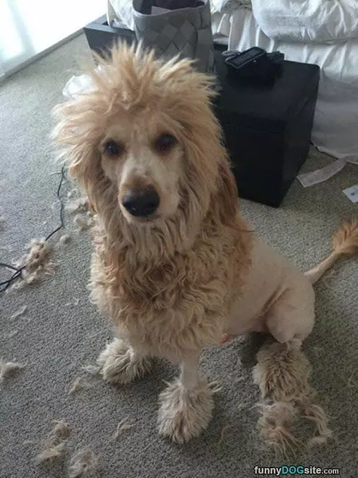 Shaved Like A Lion