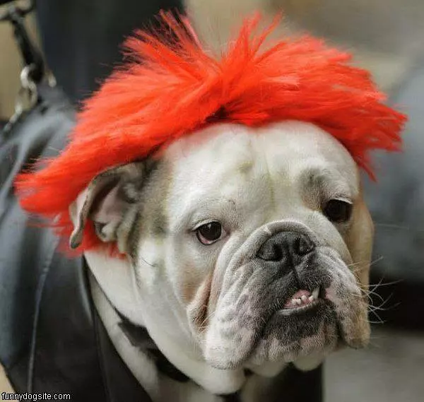 Dog Wig