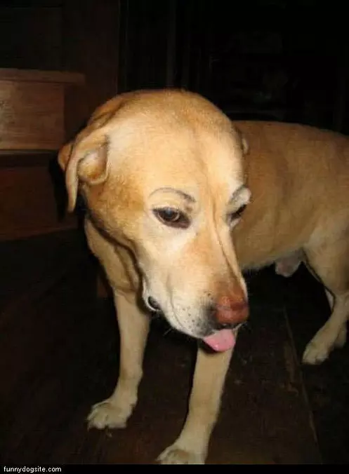 Nice Eyebrows