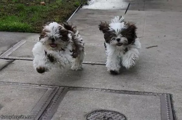 Run For It Run