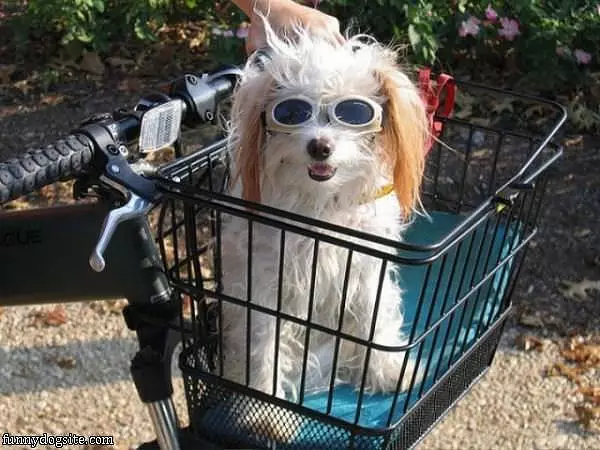Funny Dog Glasses