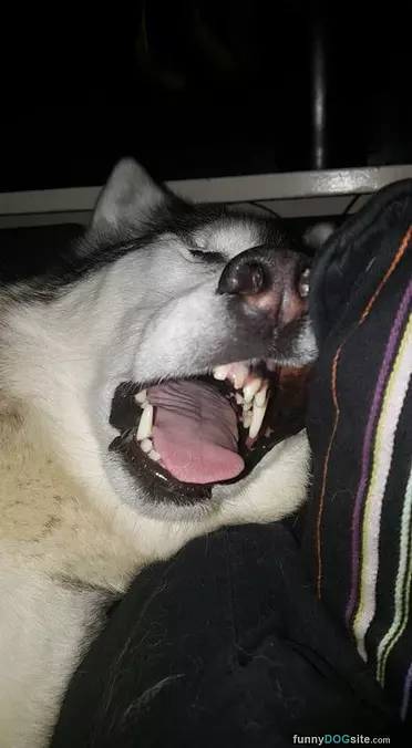 Sleepy Fun