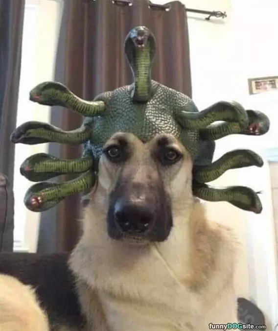 Snake Dog