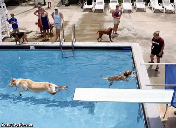 Doggie Pool