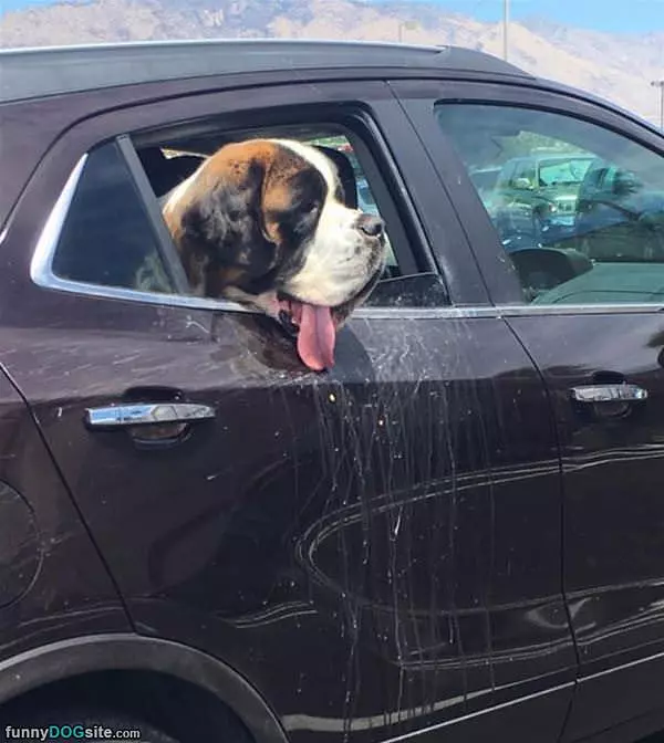 A Little Drooling
