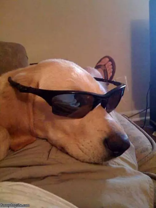 My Cool Glasses
