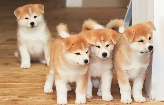 Akita family