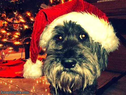 Hey Hey Its Christmas