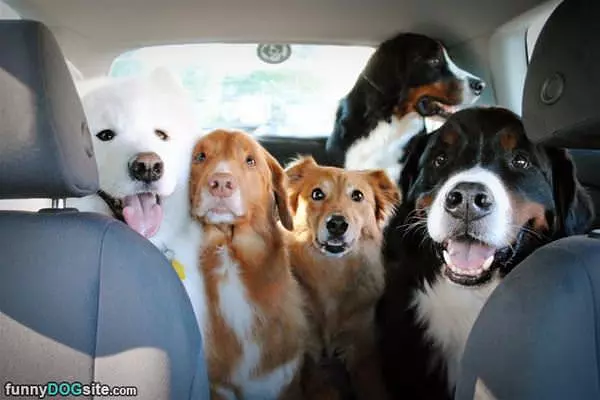 Full Of Dogs