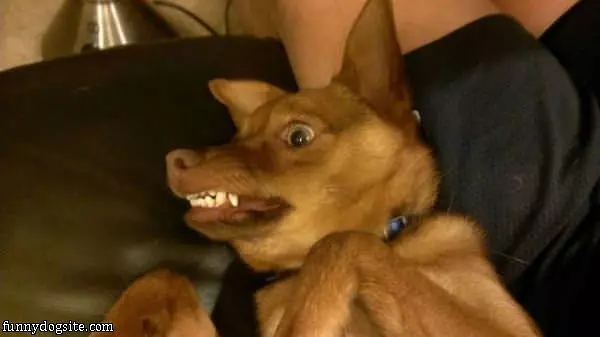 Arf Arf Arf