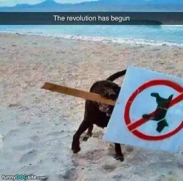 The Revolution Has Begun