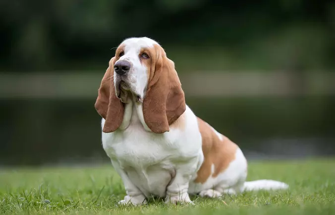 Basset Hound sitting