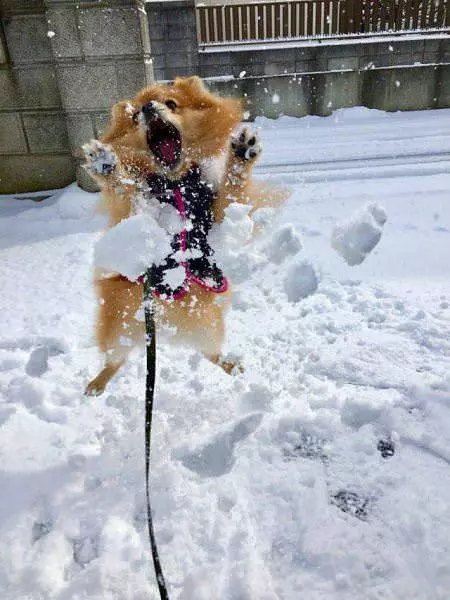 Jumping For Joy