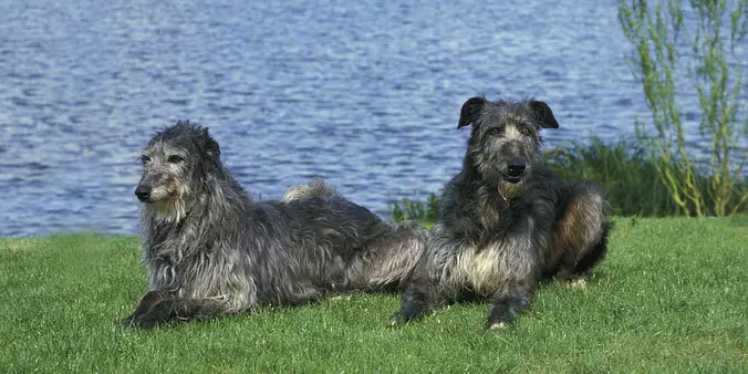 Scottish Deerhound brothers