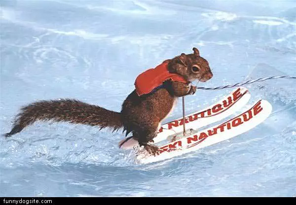 Water Ski
